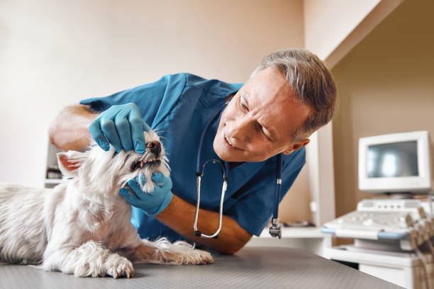 Best Emergency Treatment for Dental Infections or Abscesses in Middletown, MD